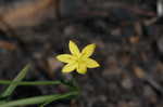 Yellow stargrass
